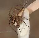 Oxyopes panther - photo 3