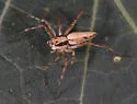 Oxyopes panther - photo 4