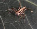 Oxyopes panther - photo 5