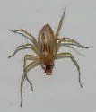 Striped Lynx Spider - photo 2