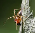 Striped Lynx Spider - photo 3