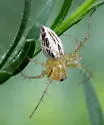 Striped Lynx Spider - photo 4