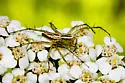 Striped Lynx Spider - photo 5