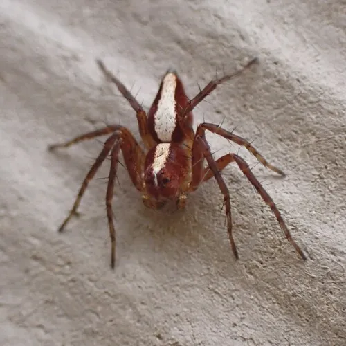 Western Lynx Spider - photo 7