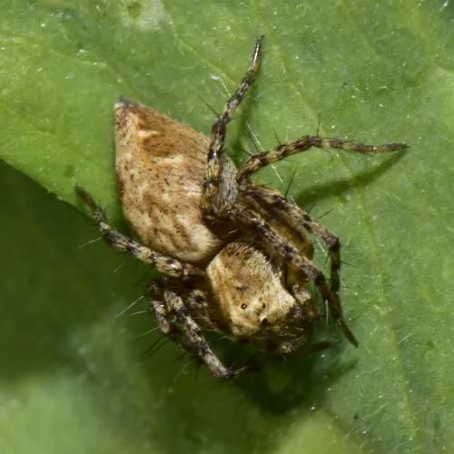 Western Lynx Spider