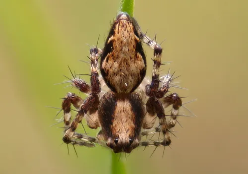 Western Lynx Spider - photo 2