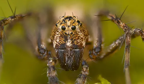 Western Lynx Spider - photo 3