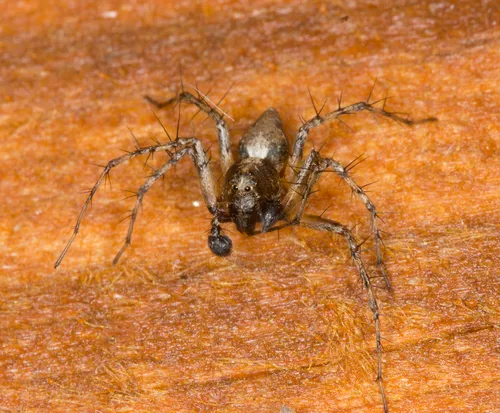 Western Lynx Spider - photo 4