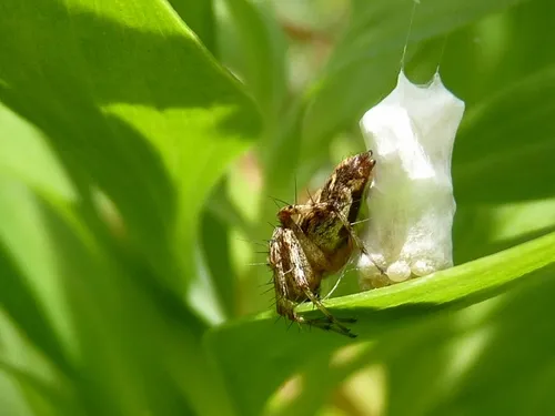 Western Lynx Spider - photo 5