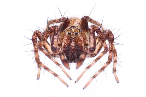 Western Lynx Spider - photo 6
