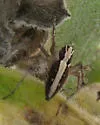 Oxyopes tridens - photo 2