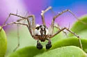 Oxyopes tridens - photo 4