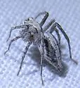 Oxyopes tridens - photo 5