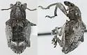 Melaleuca Leaf Weevil - Oxyops vitiosus
