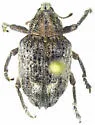Melaleuca Leaf Weevil - photo 2