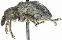 Melaleuca Leaf Weevil - photo 3
