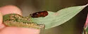 Melaleuca Leaf Weevil - photo 4