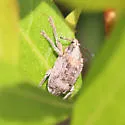 Melaleuca Leaf Weevil - photo 5