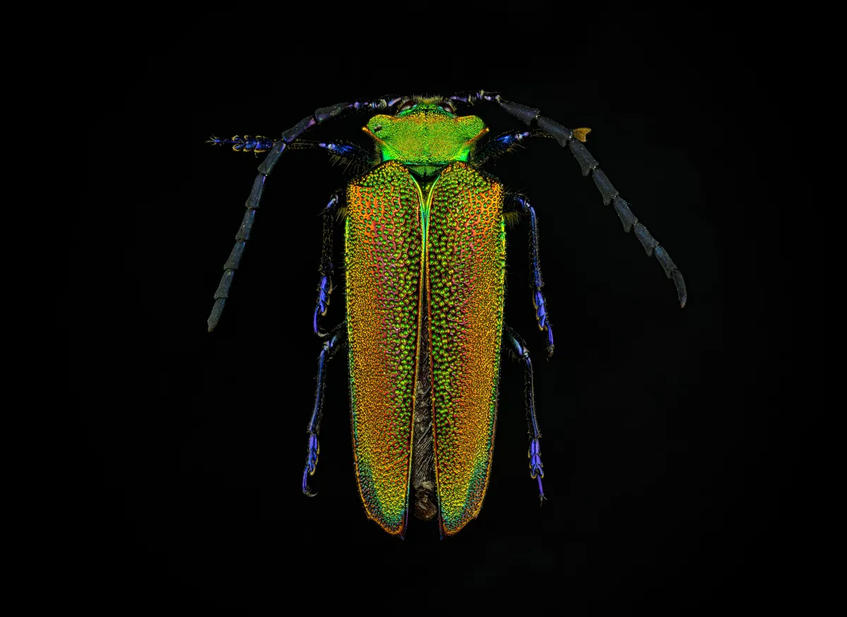 Oxypeltid Beetles - photo 3