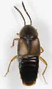 Oxypoda acuminata