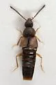 Oxypoda acuminata - photo 3