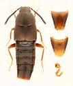 Oxypoda acuminata - photo 4