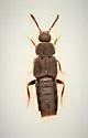 Oxypoda chantali