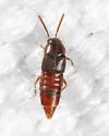 Oxypoda inimica