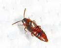 Oxypoda inimica - photo 2