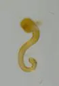 Oxypoda inimica - photo 3