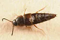 Oxypoda opaca - photo 2