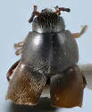 Oxypoda opaca - photo 4
