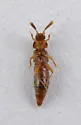 Oxypoda stanleyi - photo 2