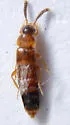 Oxypoda stanleyi - photo 3