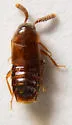 Oxypoda stanleyi - photo 4