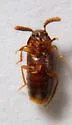 Oxypoda stanleyi - photo 5