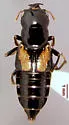 Oxyporus kiteleyi
