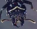 Oxyporus rufipennis - Oxyporus rufipennis