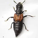 Oxyporus rufipennis - photo 3