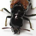 Oxyporus rufipennis - photo 4