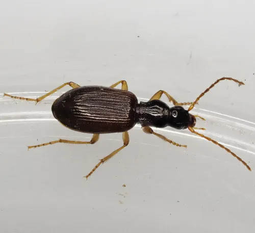Oxypselaphus obscurus