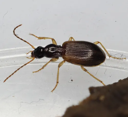 Oxypselaphus obscurus - photo 2