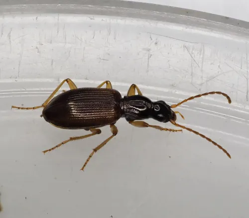 Oxypselaphus obscurus - photo 3