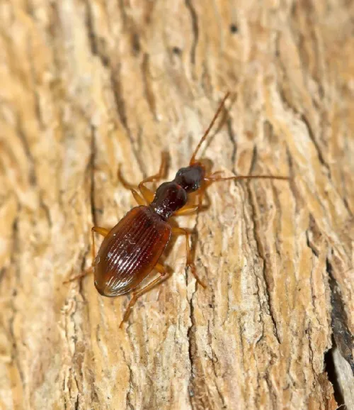 Oxypselaphus obscurus - photo 4