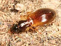 Oxypselaphus pusillus - Oxypselaphus pusillus