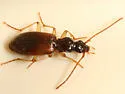 Oxypselaphus pusillus - photo 2