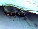 Oxypselaphus pusillus - photo 3