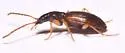 Oxypselaphus pusillus - photo 4