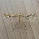 Hawkweed Plume Moth - Hodges#6097
