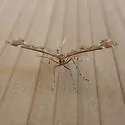 Hawkweed Plume Moth - Hodges#6097 - photo 2